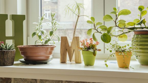 7 plantes jolies et indestructibles pour pimper notre intérieur