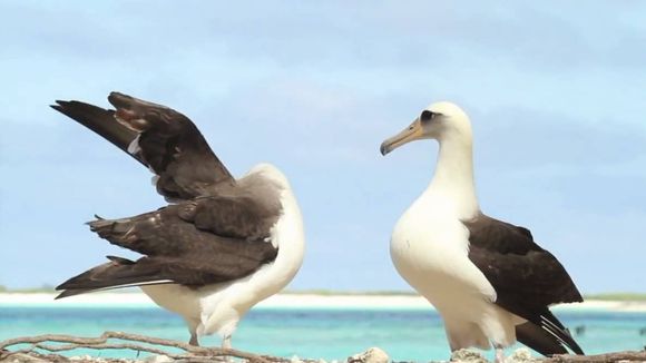 Les 6 parades nuptiales les plus bizarres du règne animal