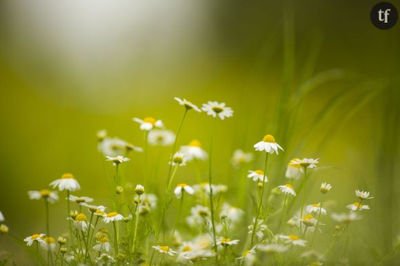 La camomille, LA plante des chevelures blondes