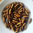Entomophagie: faut-il manger des insectes? (©Instagram  bugible  )