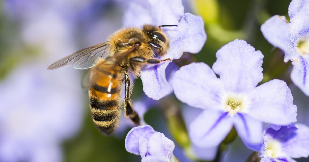 L'apithérapie : faut-il se faire piquer par des abeilles pour être en