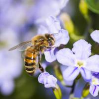 L'apithérapie : faut-il se faire piquer par des abeilles pour être en meilleure santé ?