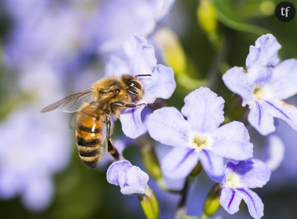 L'apithérapie : se faire piquer par des abeilles, à quoi ça sert ?