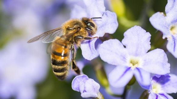 L'apithérapie : faut-il se faire piquer par des abeilles pour être en meilleure santé ?