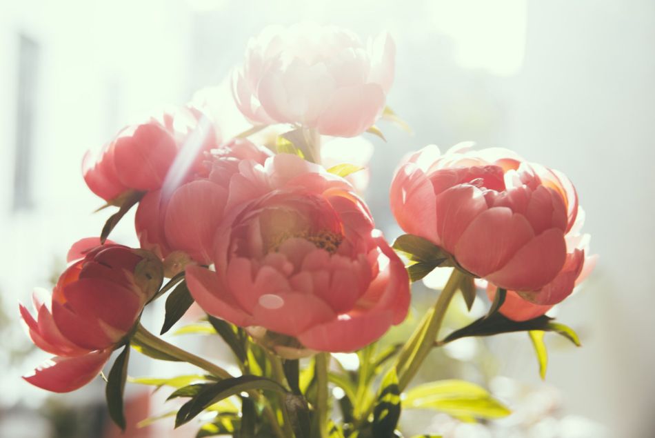 Nos conseils pour conserver plus longtemps un bouquet de fleurs fraîches