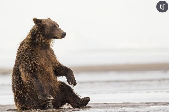 Les ours : le profil des gros dormeurs qui ont besoin de se dépenser et d'être entouré