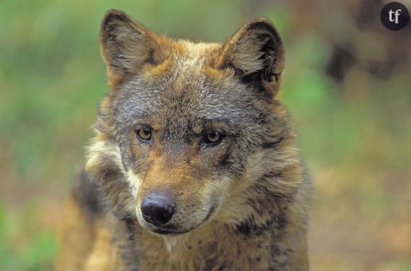 Le loup rouge : 270 individus restants au monde