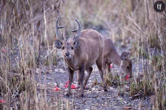 Le cerf-cochon indonésien : une espèce très menacée par la chasse et la déforestation