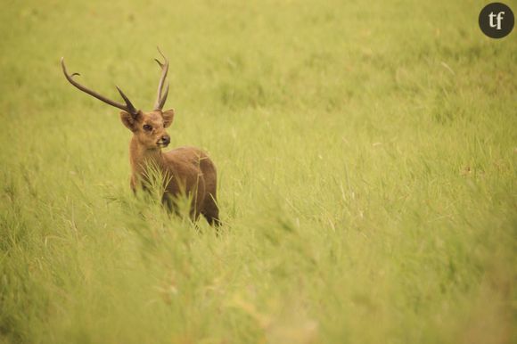 Le cerf-cochon indonésien : une espèce très menacée par la chasse et la déforestation