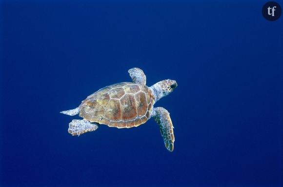 Les tortues à écailles : une espèce très en danger à cause du braconnage