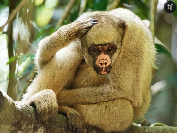 Le muriqui du Nord, un grand singe menacé par la déforestation en Amérique du Sud
