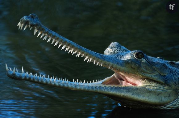 Le gavial du Gange : un extraordinaire crocodile risque de s'éteindre