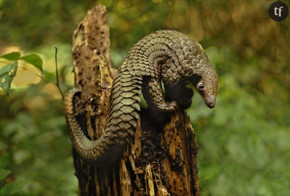 AIdez les petits pangolins à échapper aux braconniers