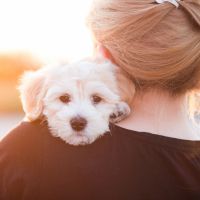 Le chien est le meilleur confident de l'homme, c'est la science qui le dit