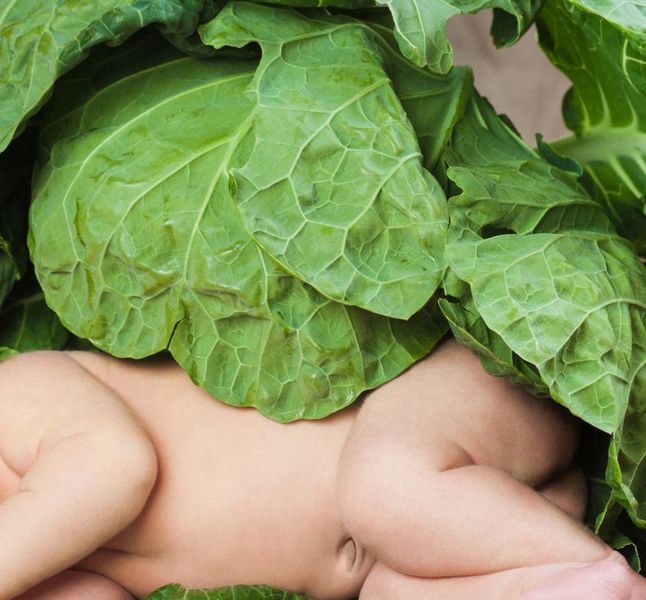 Choux Roses Cigognes D Ou Viennent Ces Legendes Sur L Arrivee Des Bebes Terrafemina