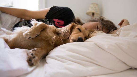 Les femmes dormiraient mieux avec un chien qu'avec un humain