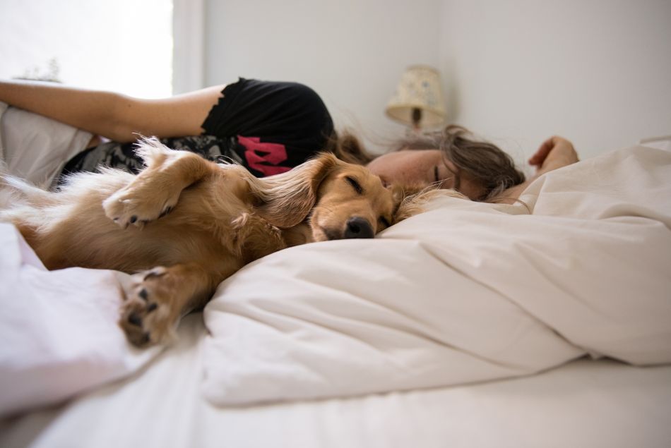 La clé pour un meilleur sommeil ? Dormir avec son chien