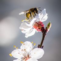 BeeSexual, le porno pour sauver les abeilles (et la planète)