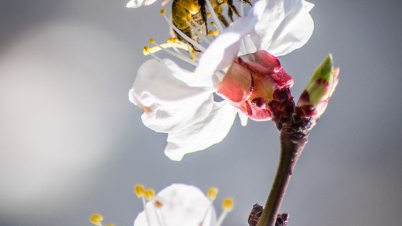 BeeSexual, le porno pour sauver les abeilles (et la planète)