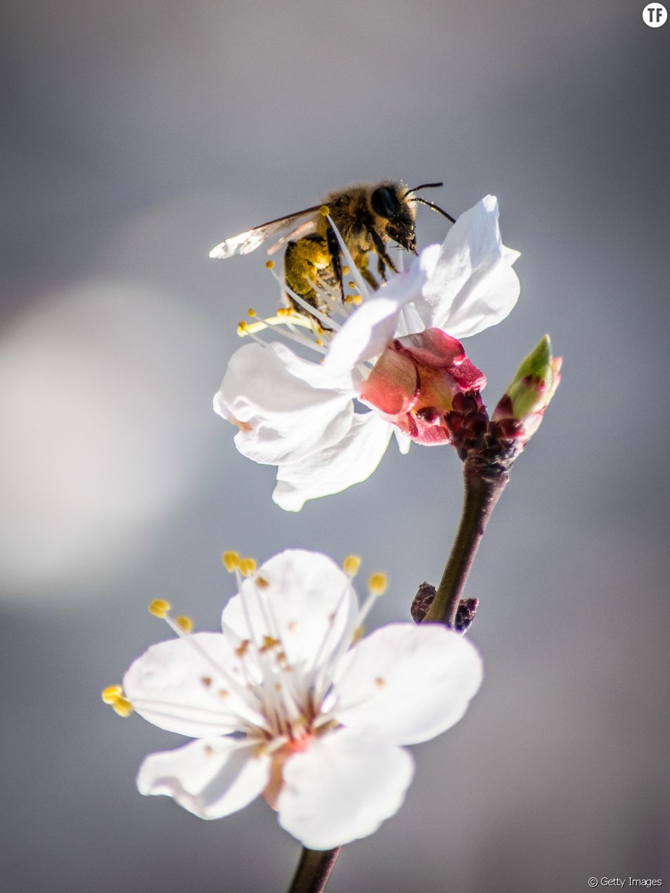 Pronhuv Com - Porno : Pornhub lance BeeSexual pour sauver les abeilles - Terrafemina