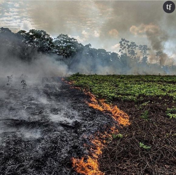 L'Amazonie est en proie aux flammes depuis des jours.