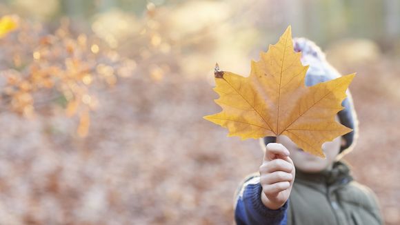 5 chouettes activités à faire avec les enfants un mercredi d'automne