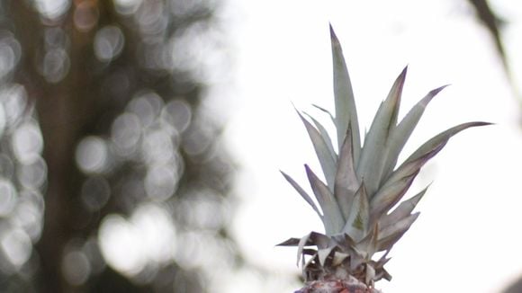 Pourquoi l'ananas est-il devenu le symbole des femmes stériles ?