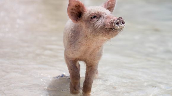 Manger son animal ou devenir végétarien : l'émission britannique qui fait polémique