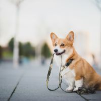 Ai-je le droit de promener mon chien pendant le confinement ?