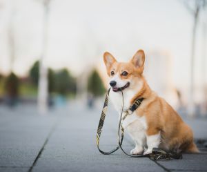Ai-je le droit de promener mon chien pendant le confinement ?