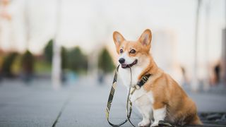 Ai-je le droit de promener mon chien pendant le confinement ?