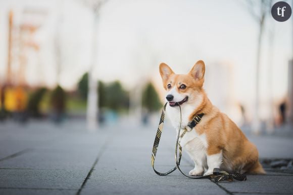 Puis-je promener mon chien pendant le confinement ?