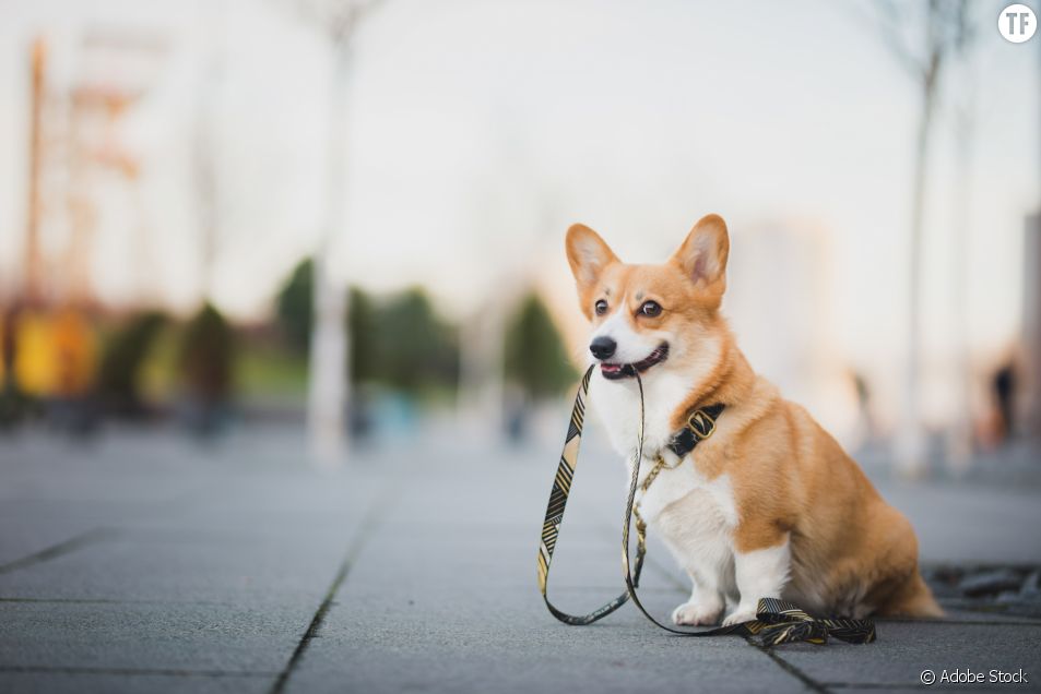 https://static1.terrafemina.com/articles/6/35/29/06/@/526207-puis-je-promener-mon-chien-pendant-le-co-953x0-3.jpeg