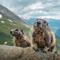 La peste bubonique refait surface en Mongolie : faut-il s'inquiéter ?