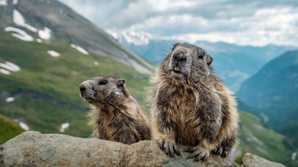 La peste bubonique refait surface en Mongolie : faut-il s'inquiéter ?