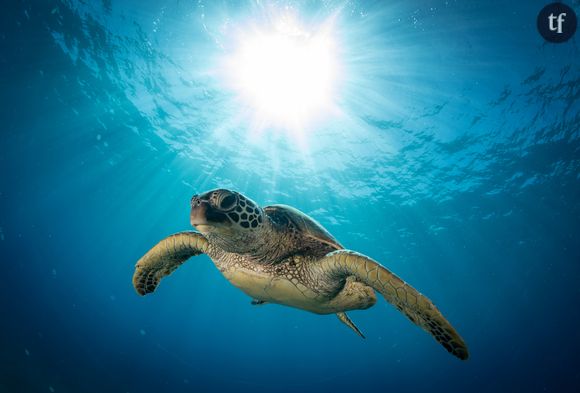 Les humains responsables du déclin de 68% de la faune sauvage en 50 ans