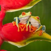 La grenouille, la position sexuelle qui met l'accent sur l'intimité