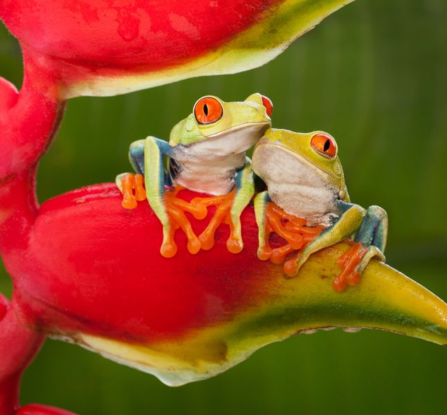 Position Sexuelle La Grenouille Met L Accent Sur L Intimite Terrafemina