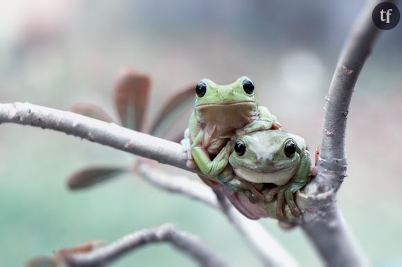 La position de la grenouille, un classique en devenir