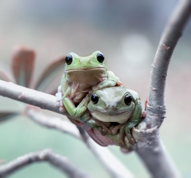 Position Sexuelle La Grenouille Met L Accent Sur L Intimite Terrafemina
