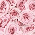   La rose, symbole de l'amour,   du romantisme, de la séduction et...  