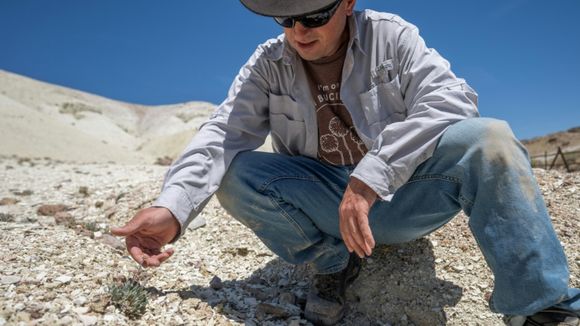 "Ca va provoquer son extinction !" : au Nevada, une fleur unique au monde menacée par une mine à ciel ouvert