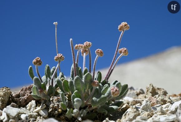 Un spécimen de "Tiehm's buckwheat", une fleur unique au monde et menacée par un projet de mine de lithium, sur le point d'éclore sur le site de Rhyolite Ridge, le 7 mai 2024 dans le Nevada