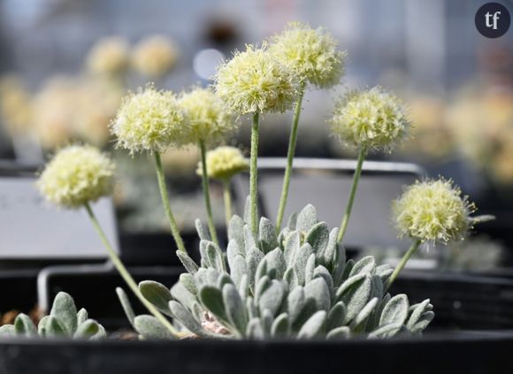 Un spécimen de "Tiehm's buckwheat", une fleur unique au monde et menacée par un projet de mine de lithium, cultivé en serre à Gardnerville par l'entreprise Ioneer, le 8 mai 2024 dans le Nevada