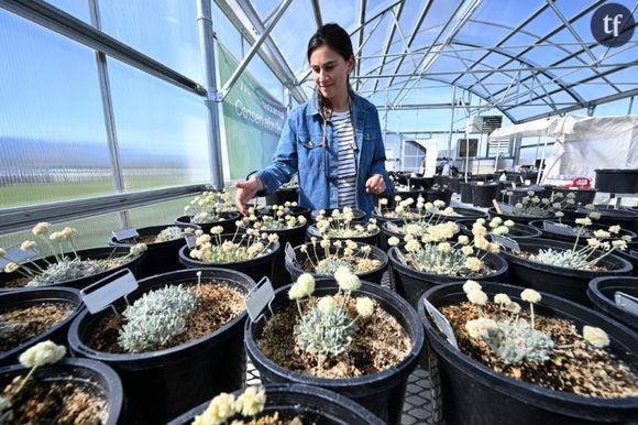 La botaniste Florencia Peredo cultive des spécimens de "Tiehm's buckwheat", une fleur unique au monde et menacée par un projet de mine de lithium, dans une serre de l'entreprise Ioneer, le 8 mai 2024 dans le Nevada