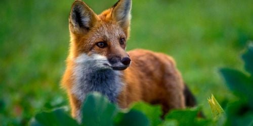 Un bébé attaqué par un renard à Londres