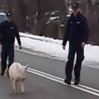 Un cochon polonais échappe à la police et fait rire Internet - Vidéo