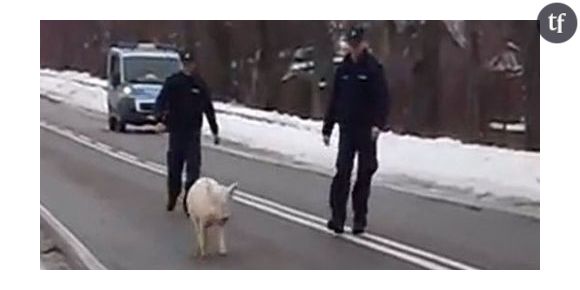 Un cochon polonais échappe à la police et fait rire Internet - Vidéo