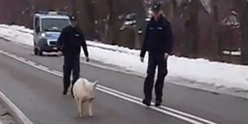 Un cochon polonais échappe à la police et fait rire Internet - Vidéo