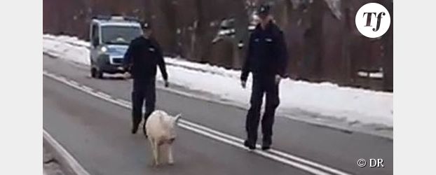 Un cochon polonais échappe à la police et fait rire Internet - Vidéo